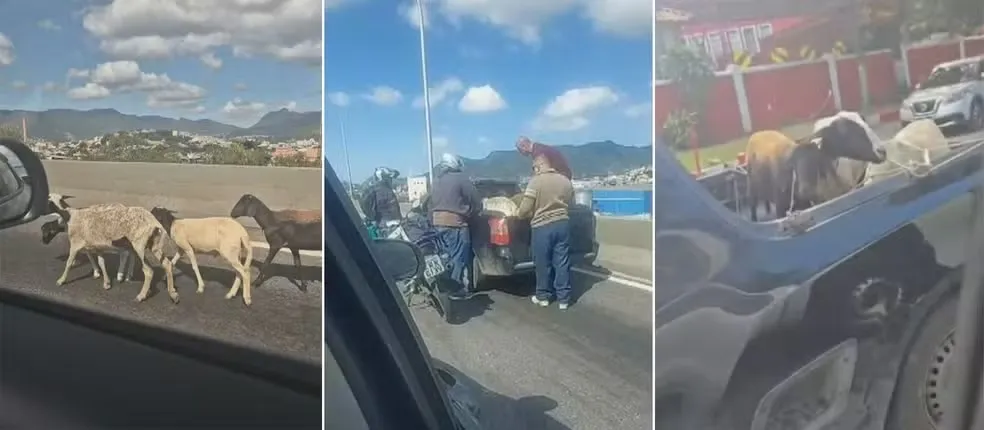 A cena foi registrada por uma passageira que estava em um carro