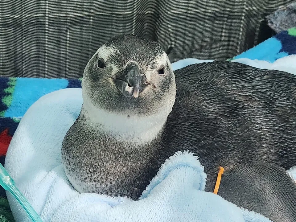 O Instituto Albatroz resgatou três pinguins-de-Magalhães