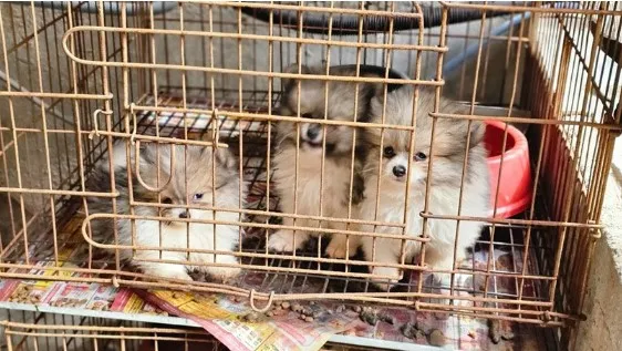 47 cães que eram mantidos em condições degradantes foram resgatados