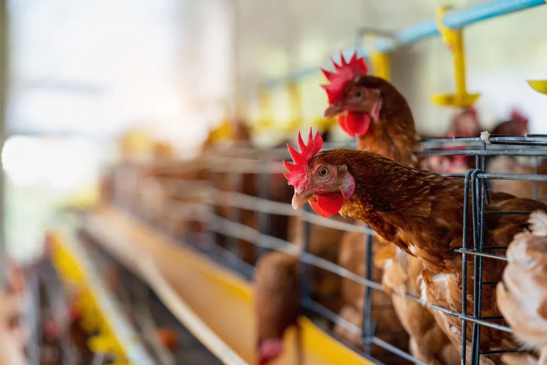Esse é o primeiro foco de gripe aviária detectado em sistema de avicultura comercial no Brasil