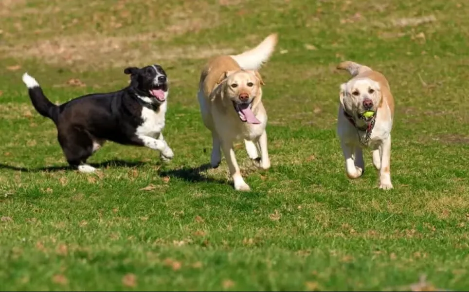 O projeto é organizado pelo coletivo Meu Focinha Amado e a Clínica Apaixonados por Quatro Patas