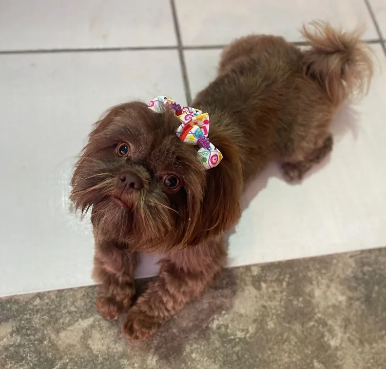 A cadela Dora fugiu de casa na noite da última sexta-feira (9)