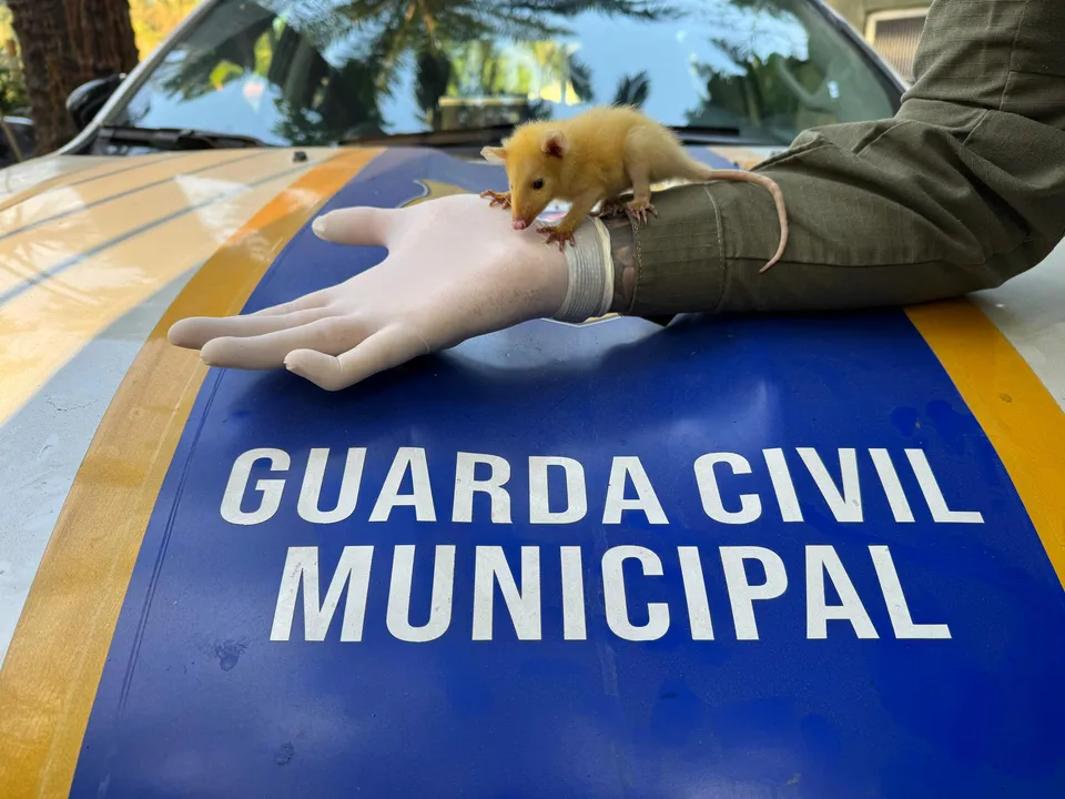O coordenador da Guarda Ambiental, orienta a população a não interagir com animais silvestres