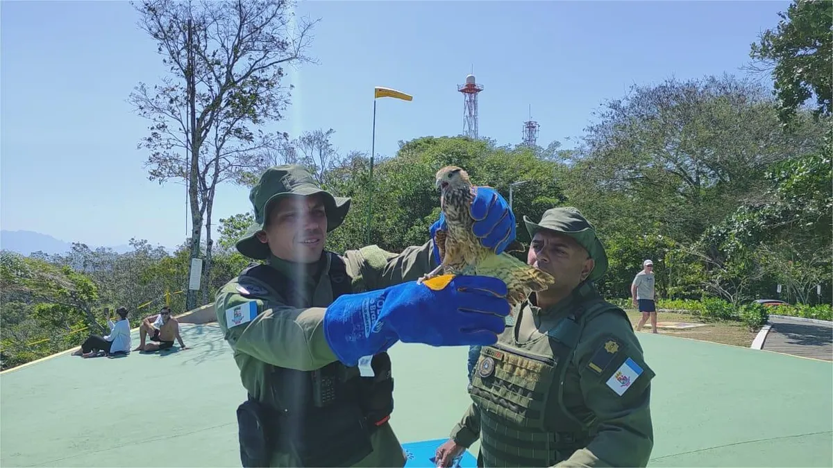 A ave foi encontrada após colidir com o vidro de uma residência