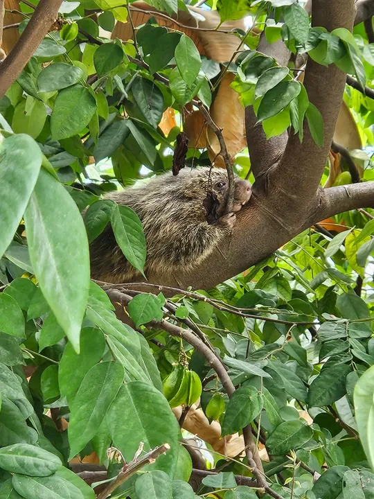 A captura foi realizada com sucesso, garantindo a integridade do animal