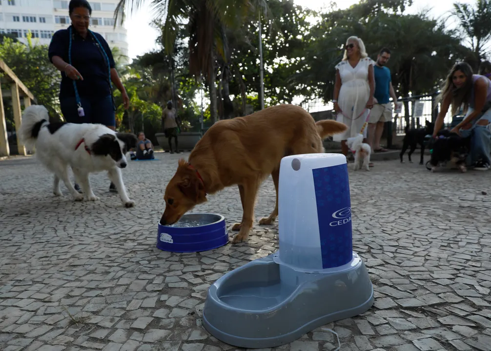 A ação, por meio da Cedae, visa garantir que cães e gatos tenham acesso à água potável ao longo do dia