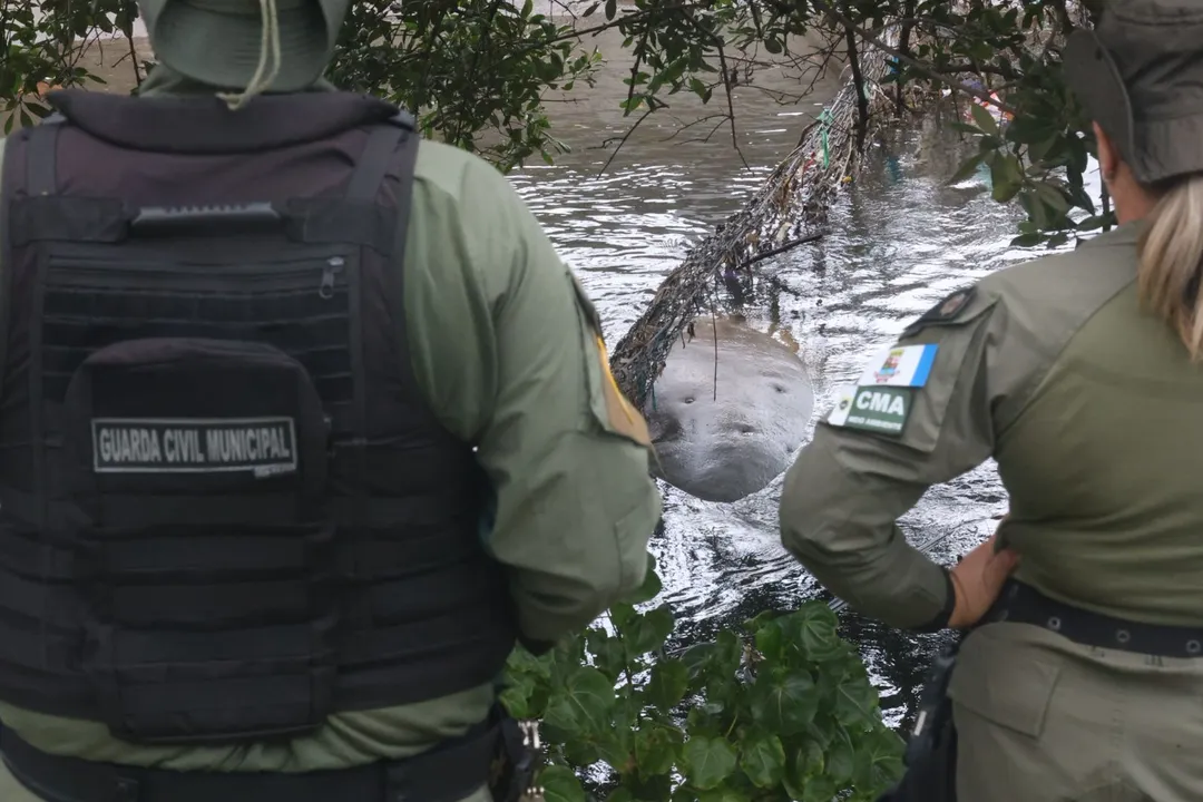 O animal estava com um ferimento na área do dorso