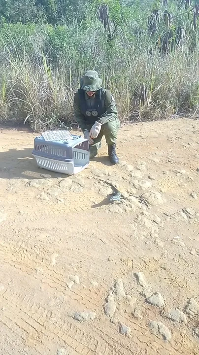 O lagarto foi devolvido a seu habitat natural