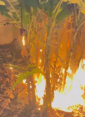 Segundo testemunhas, o fogo teria sido causado pela queda de um balão
