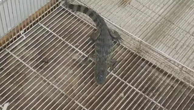 Jacaré é apreendido durante operação no Manguinhos, na Zona Norte do Rio