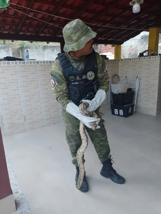 Os guardas, que possuem qualificação para o manuseio de animais silvestres, fizeram com segurança a retirada do animal