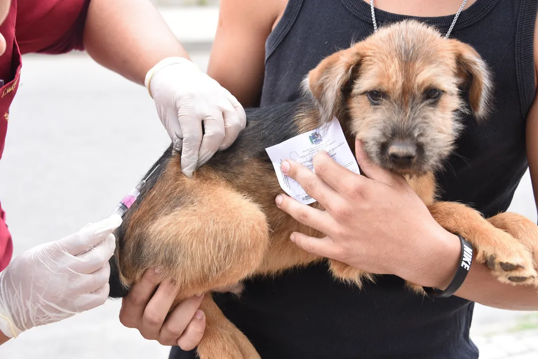 No dia da vacinação antirrábica é obrigatório que os cães estejam com focinheira e também é recomendado que eles utilizem coleira e guia