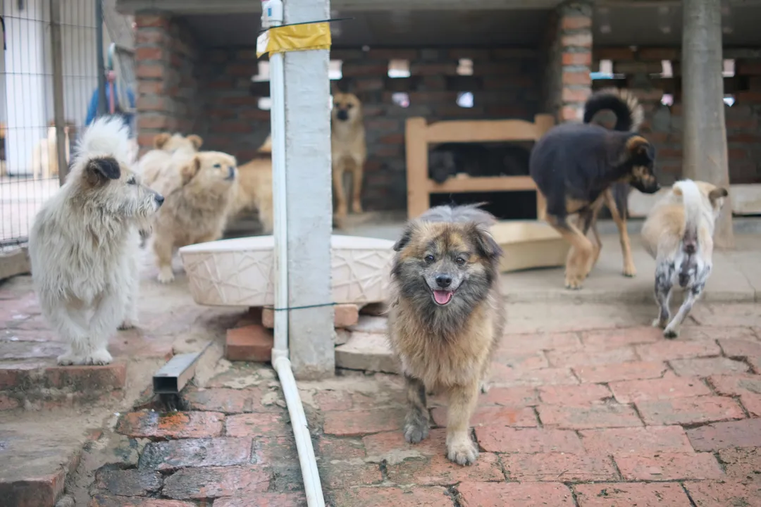 Adoção de pets: cães e gatos