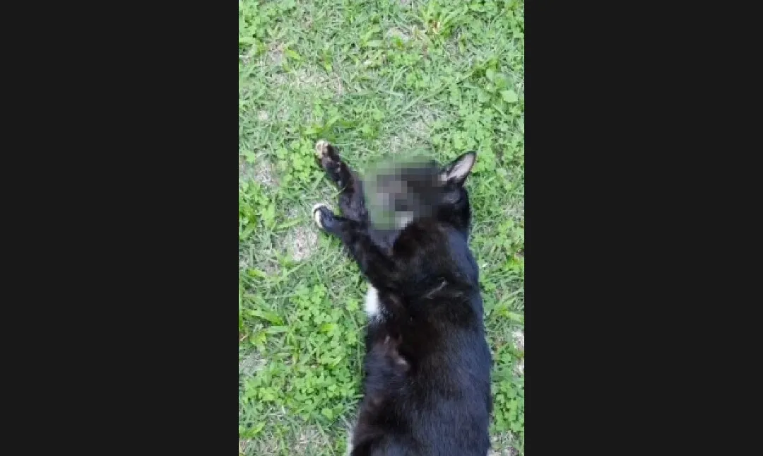 Gatos foram encontrados com espuma na boca e vomitaram sangue