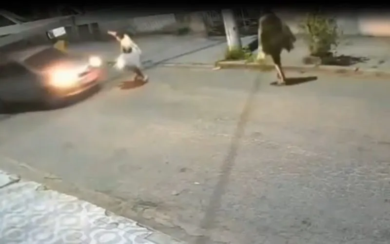 Nas imagens, é possível ver que o motorista é surpreendido por dois homens que pareciam ser catadores de recicláveis