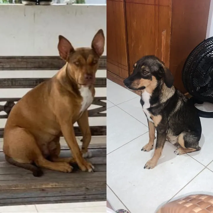 As cadelas Cookie, uma pitbull e Suzy, uma SRD, estão sendo procuradas em Itaipuaçu