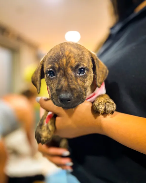 A feira também oferecerá orientação sobre cuidados com os animais