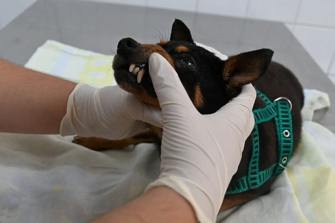 Tutores dos animais poderão fazer o pré-agendamento da consulta a partir das 10h de segunda-feira (09)