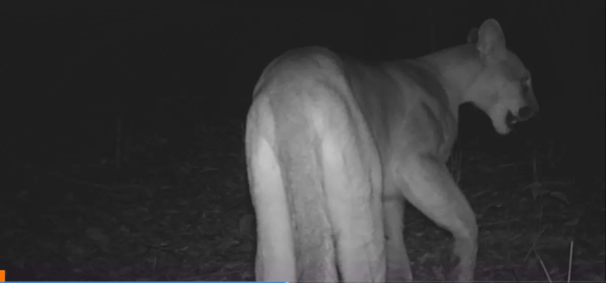 O animal foi visto circulando no Refúgio de Vida Silvestre Municipal de Maricá