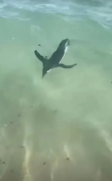 Pinguim foi flagrado na Praia do Arpoador