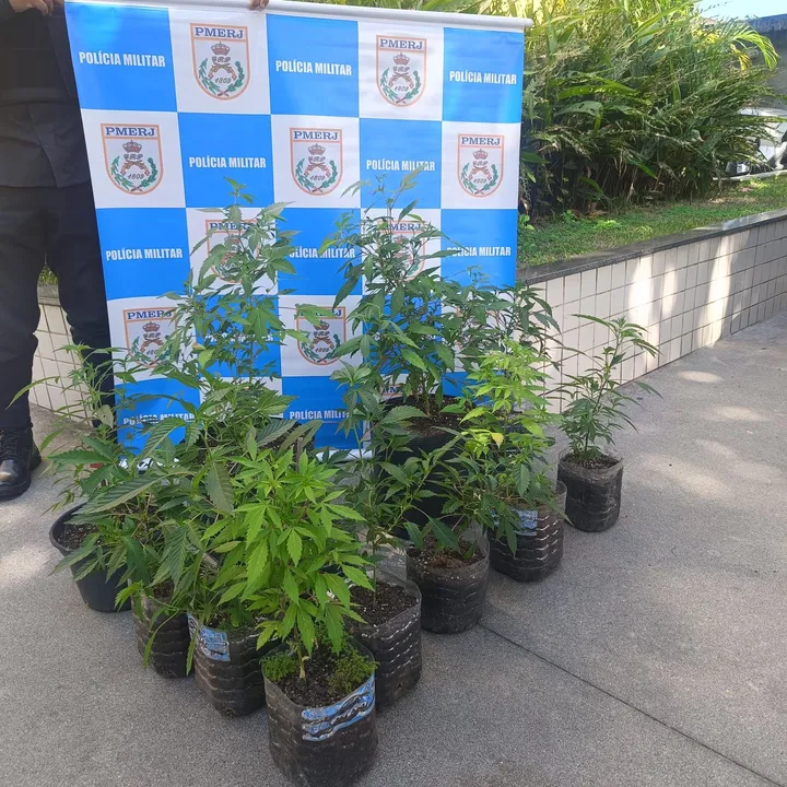 Durante cumprimento judicial, polícia apreende 12 mudas de Cannabis sativa em imóvel no Engenho do Mato