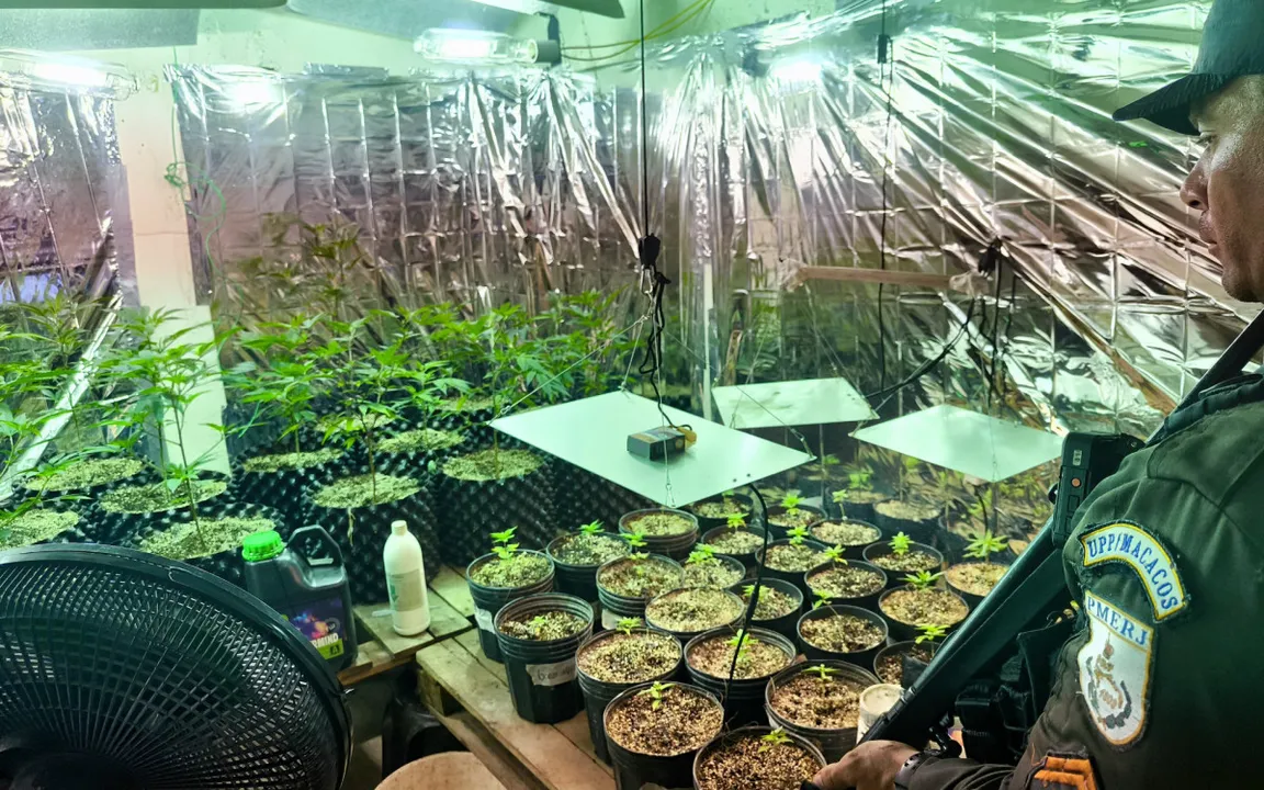 Autoridades encontraram dezenas de mudas, plantas, além de produtos usados no cultivo da droga