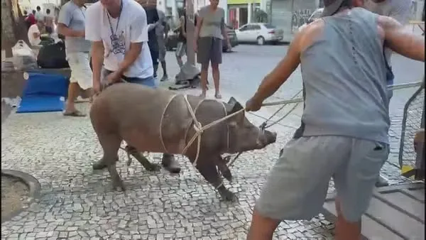 Apelidada de "Bolt",  ela foi levada ao Centro de Zoonoses