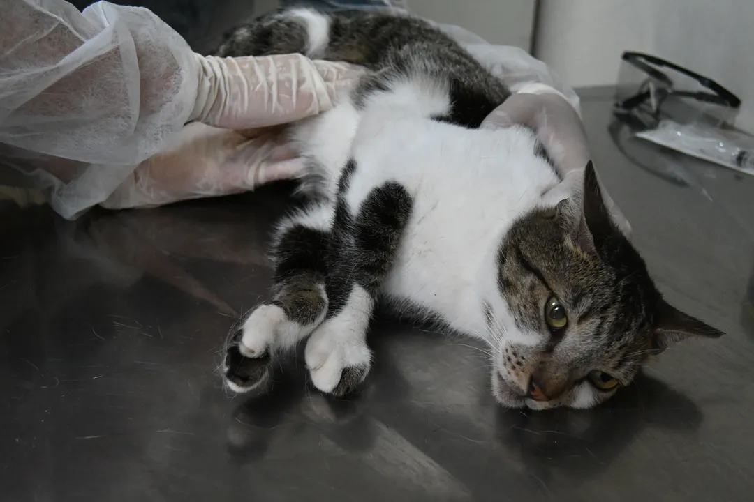 Desde fevereiro deste ano, mais de 200 animais da cidade já foram atendidos em consultas e exames