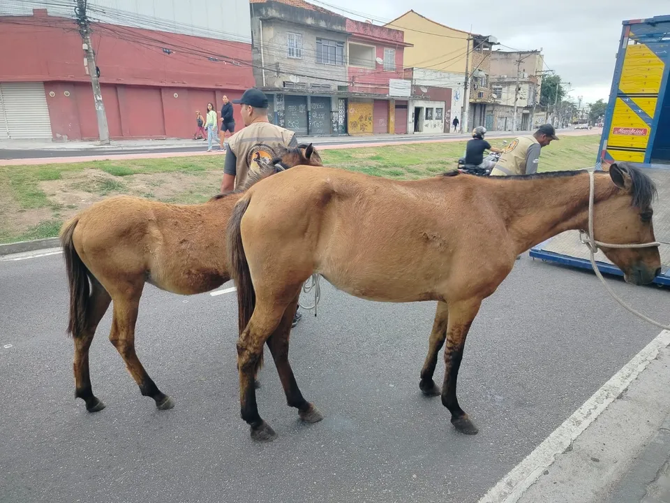 Os animais estavam soltos em vias públicas da cidade, tanto em áreas urbanas quanto rurais
