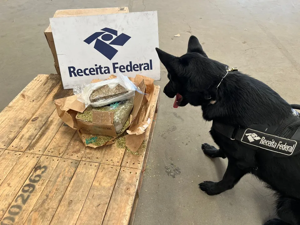 A encomenda continha 1 kg de skunk, oculto em meio a erva-mate, numa tentativa de disfarçar o odor característico da substância