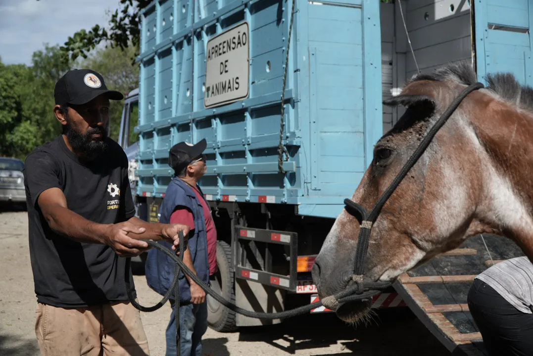 A iniciativa busca garantir a destinação responsável desses animais