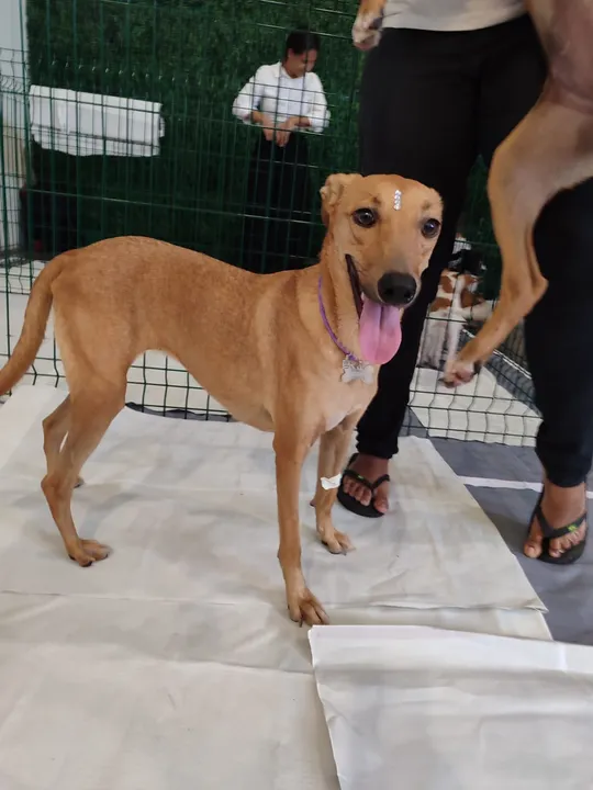 Serão 40 animais, entre cães e gatos, disponíveis para adoção