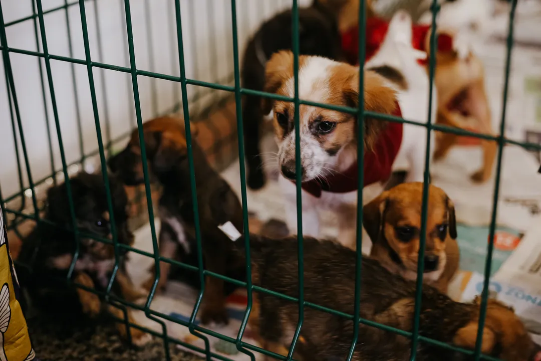 Todos os animais disponíveis para adoção estão vacinados, vermifugados e passaram por exames veterinários