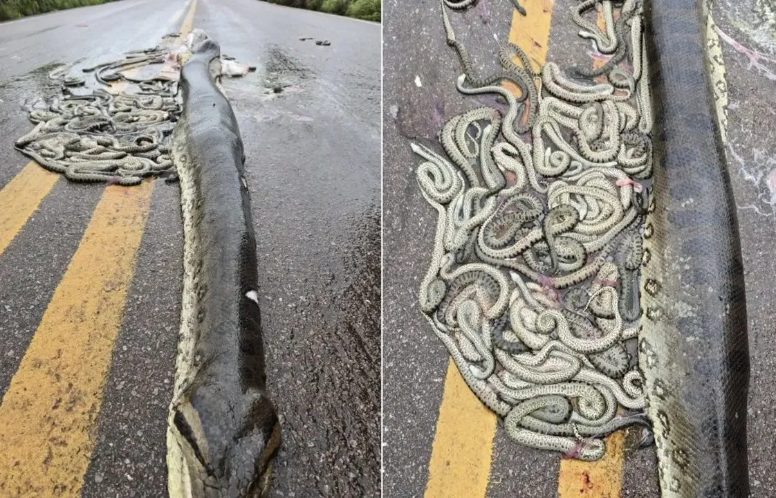 Vigilância Sanitária retirou cobra grávida atropelada em rodovia de MT.