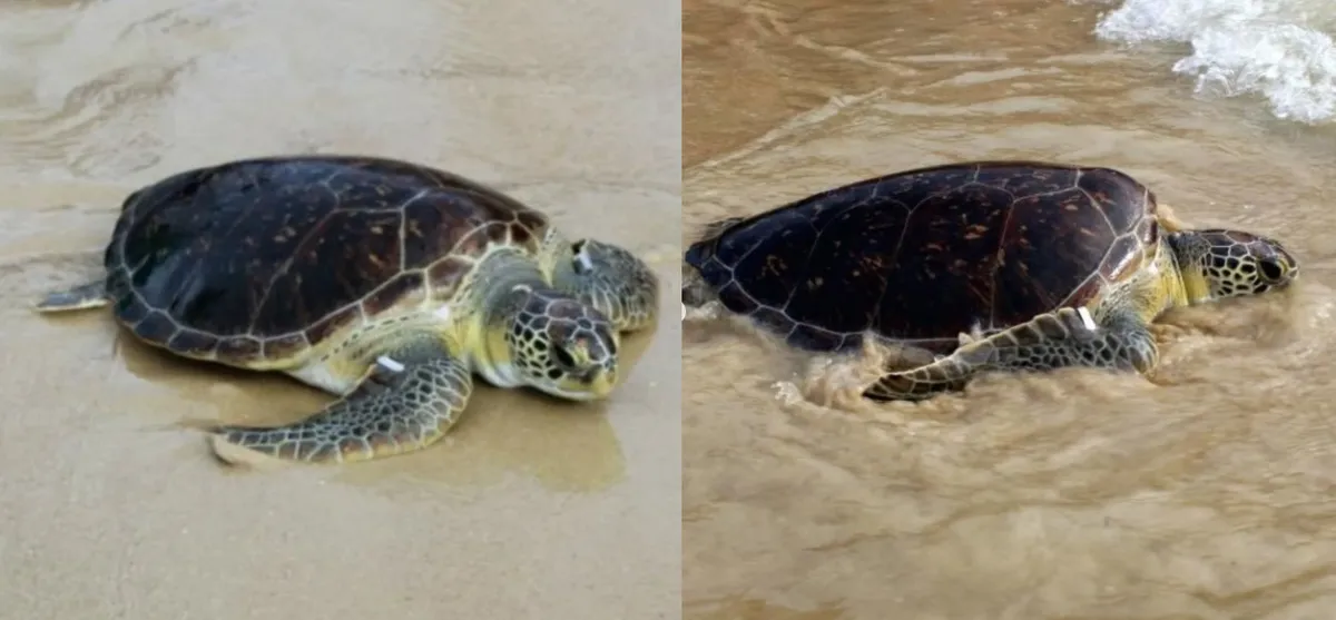 Tartaruga foi batizada Maricota e solta na Praia de Itaipu, em Niterói