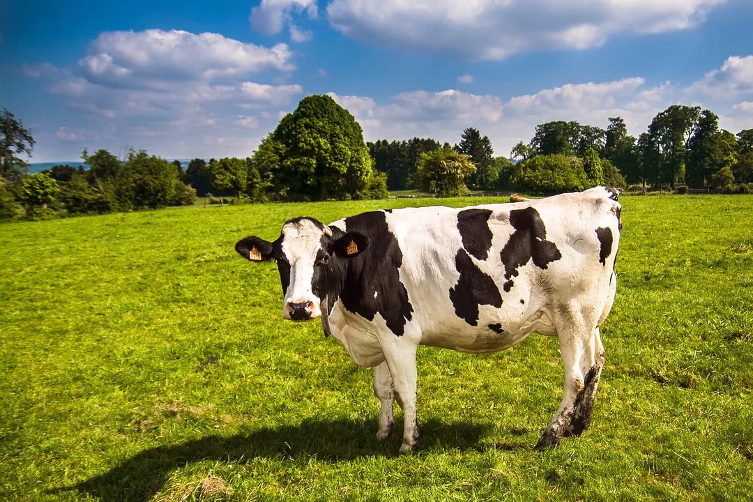 O homem teria levado um coice da vaca ao tentar estuprá-la