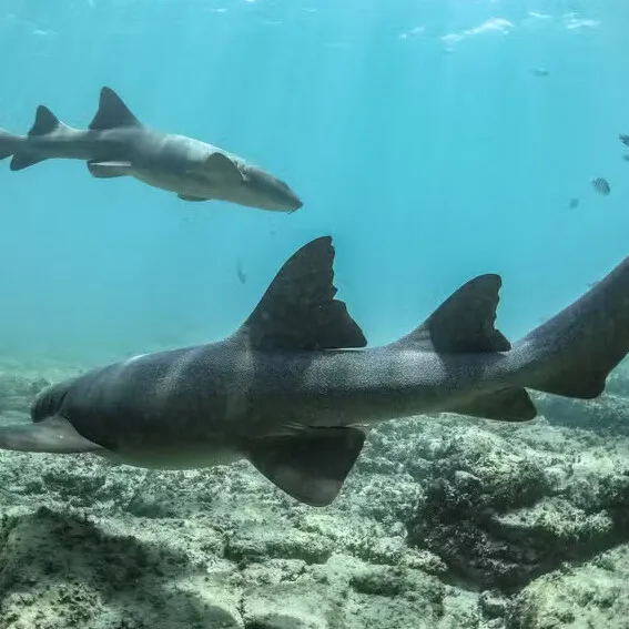 Imagem de arquivo mostra tubarões-lixa em Fernando de Noronha