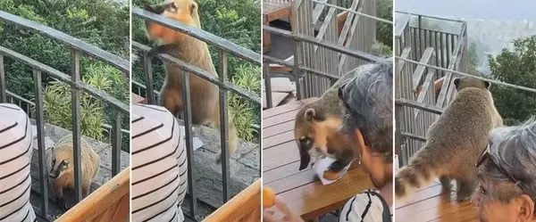 Animal se aproximou discretamente, pegou o lanche com as patas e fugiu diante dos olhos de outros visitantes, que registraram o momento inusitado