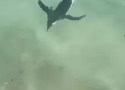 Pinguim foi flagrado na Praia do Arpoador