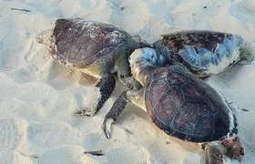 16 tartarugas aparecem mortas na praia de Camboinhas, em Niterói