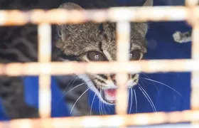 Animal ameaçado de extinção é devolvido à reserva biológica do Rio