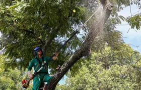 Atenção, motoristas! Poda de árvores interdita temporariamente a Estrada Leopoldo Fróes, em Niterói