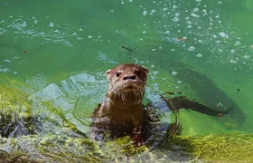 BioParque do Rio comemora o Dia dos Professores com desconto especial em outubro