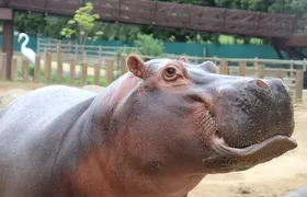 Bocão, hipopótamo do BioParque do Rio, terá bolo especial em aniversário de 31 anos