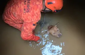 Bombeiros resgatam cão da raça American Bully de bueiro no Recreio dos Bandeirantes