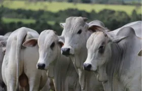 Brasil bate recorde de exportação de carne bovina no mês de setembro