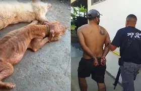 Canibalismo entre cães: casal é preso por maus tratos em Maricá