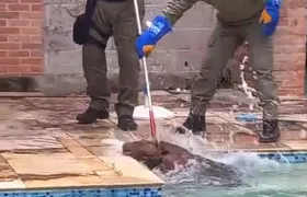 Capivara de 85 quilos se refresca em piscina em Itaipu e é resgatada pela Guarda Municipal