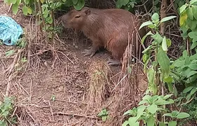 Capivara resgatada em Niterói é reintegrada em área de Proteção Ambiental