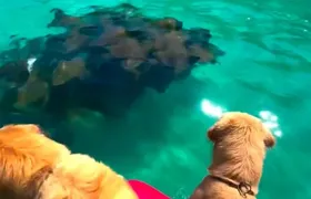 Cardume de arraias é flagrado nadando perto da Praia do Farol em Arraial do Cabo